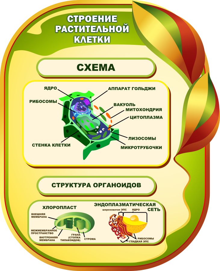 Модель Клетка растения купить в Москве, цена - эталон62.рф